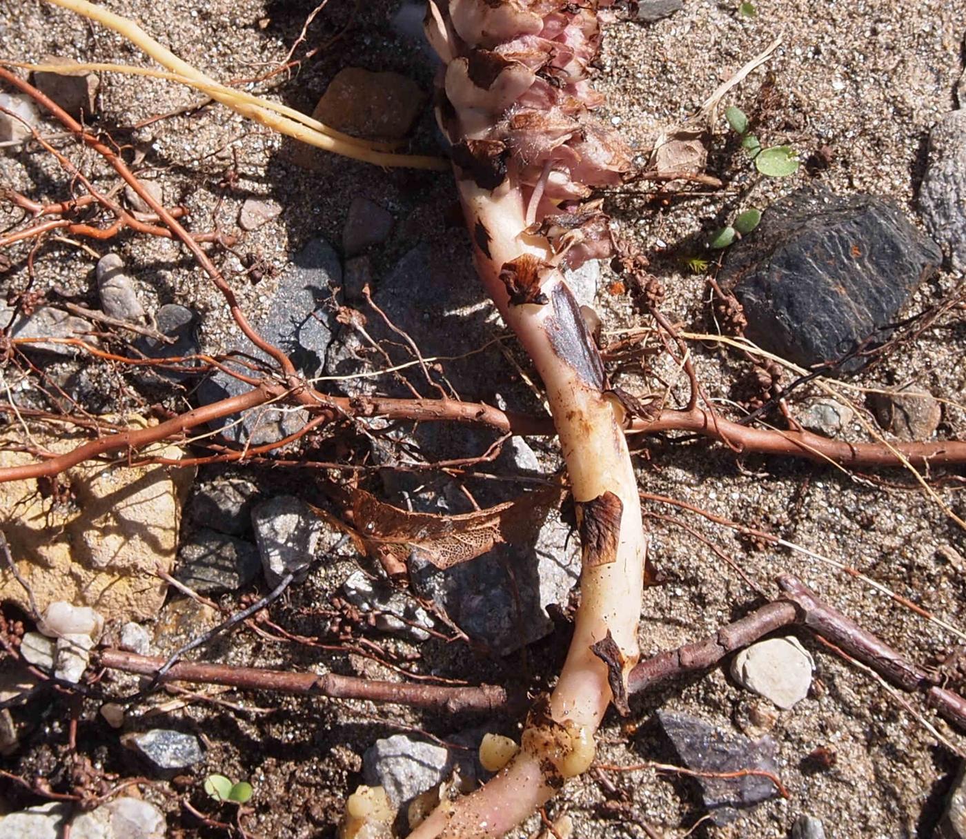 Toothwort leaf